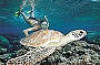 snorkel with turtles every day